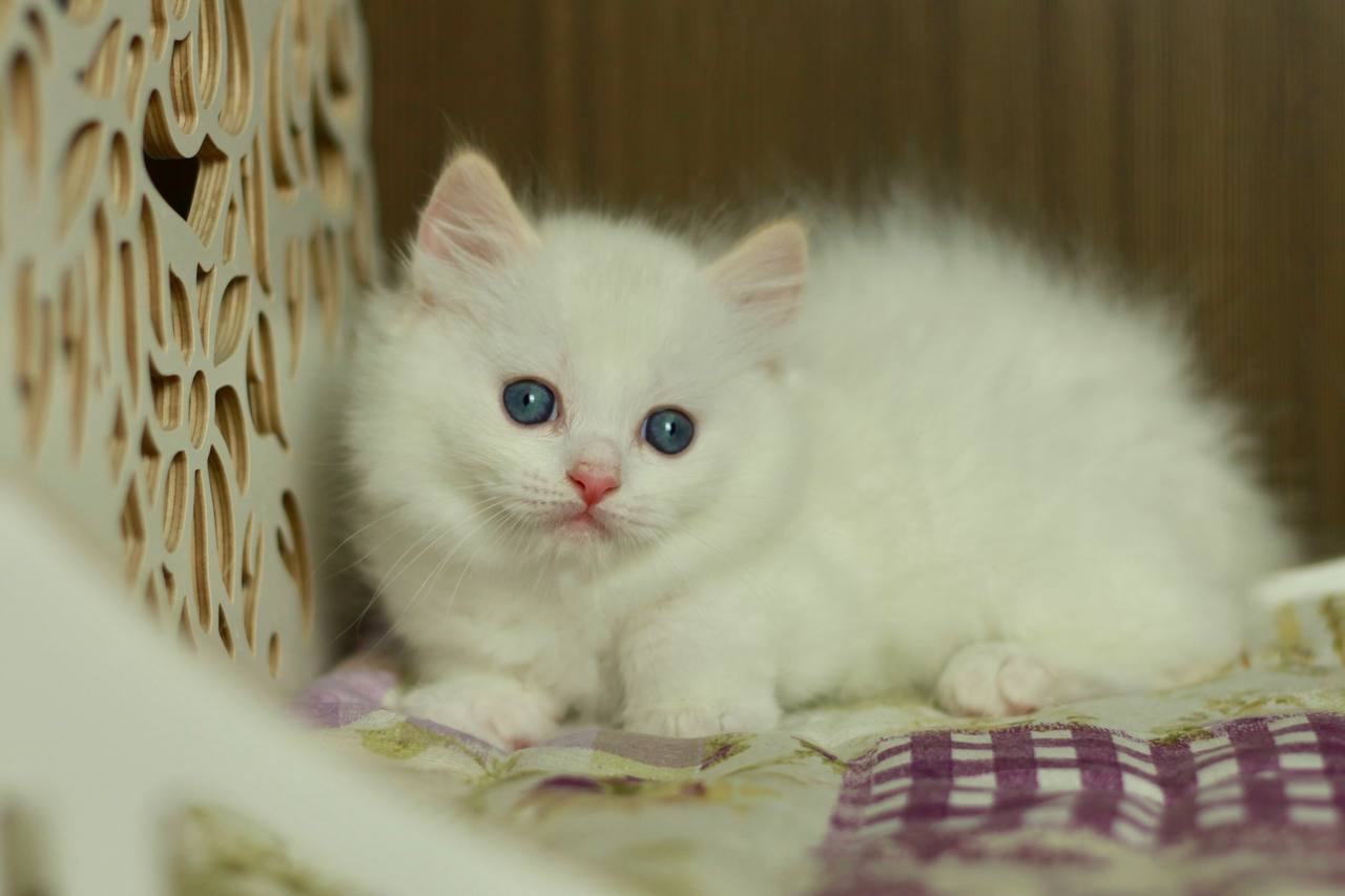 White ragdoll kitten with blue eyes sitting in a basket