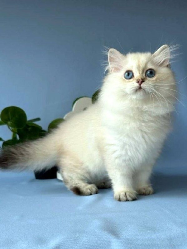 Alfie — cream point Ragdoll kitten, male, about three months old