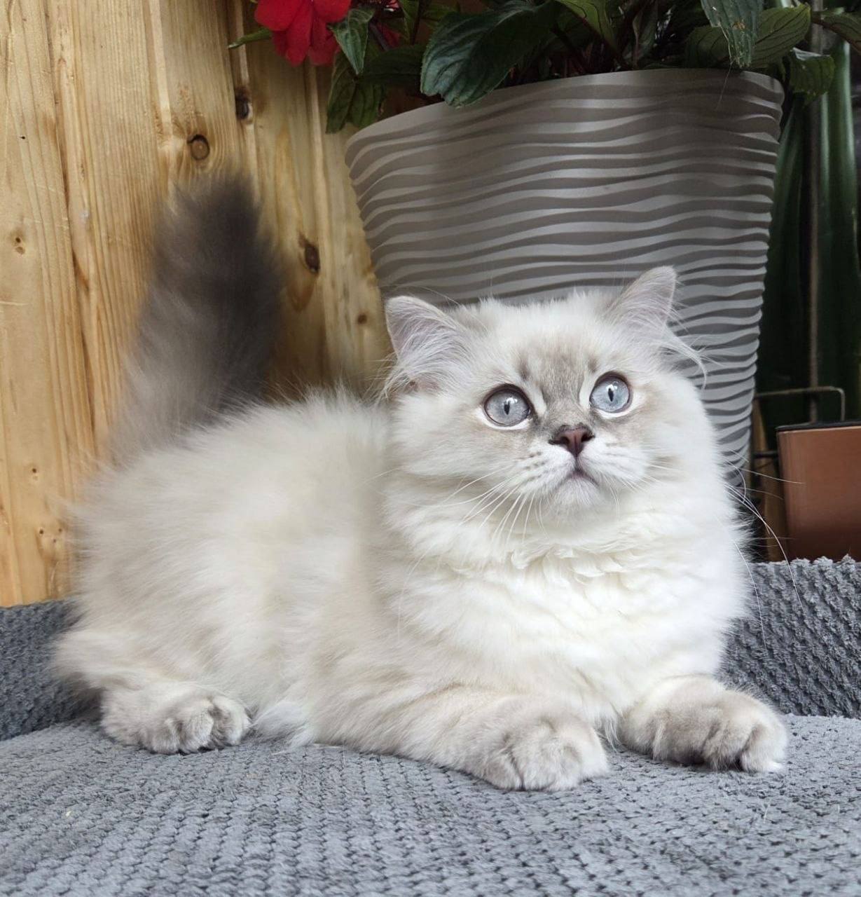 Blue point ragdoll kitten from a Victorian breeder