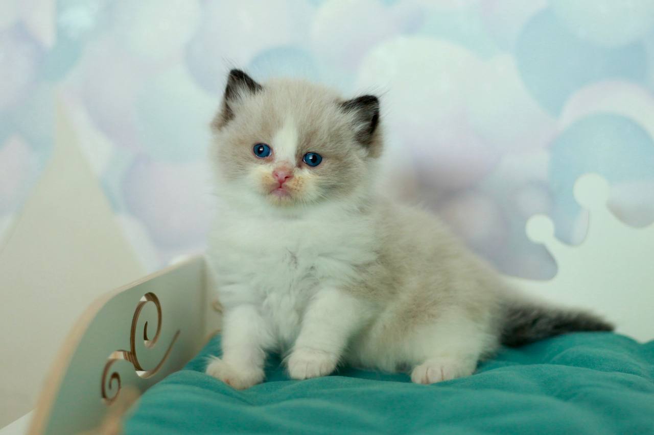 Seal bicolour ragdoll kitten available in South Australia