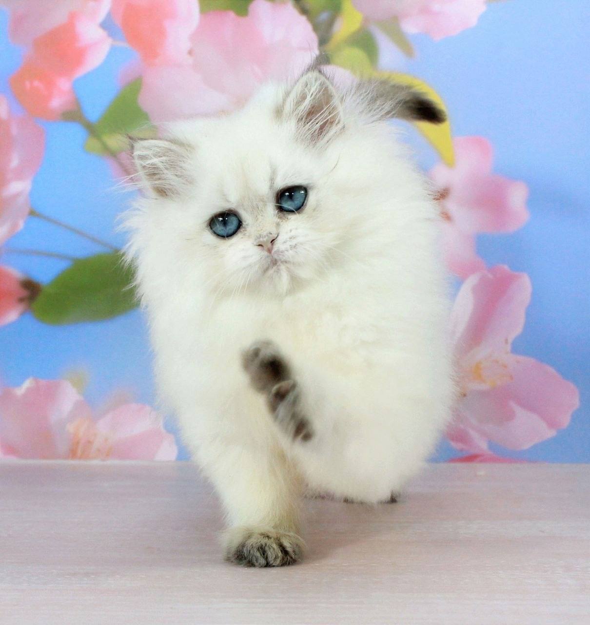 Seal point ragdoll kitten with blue eyes for WA buyers