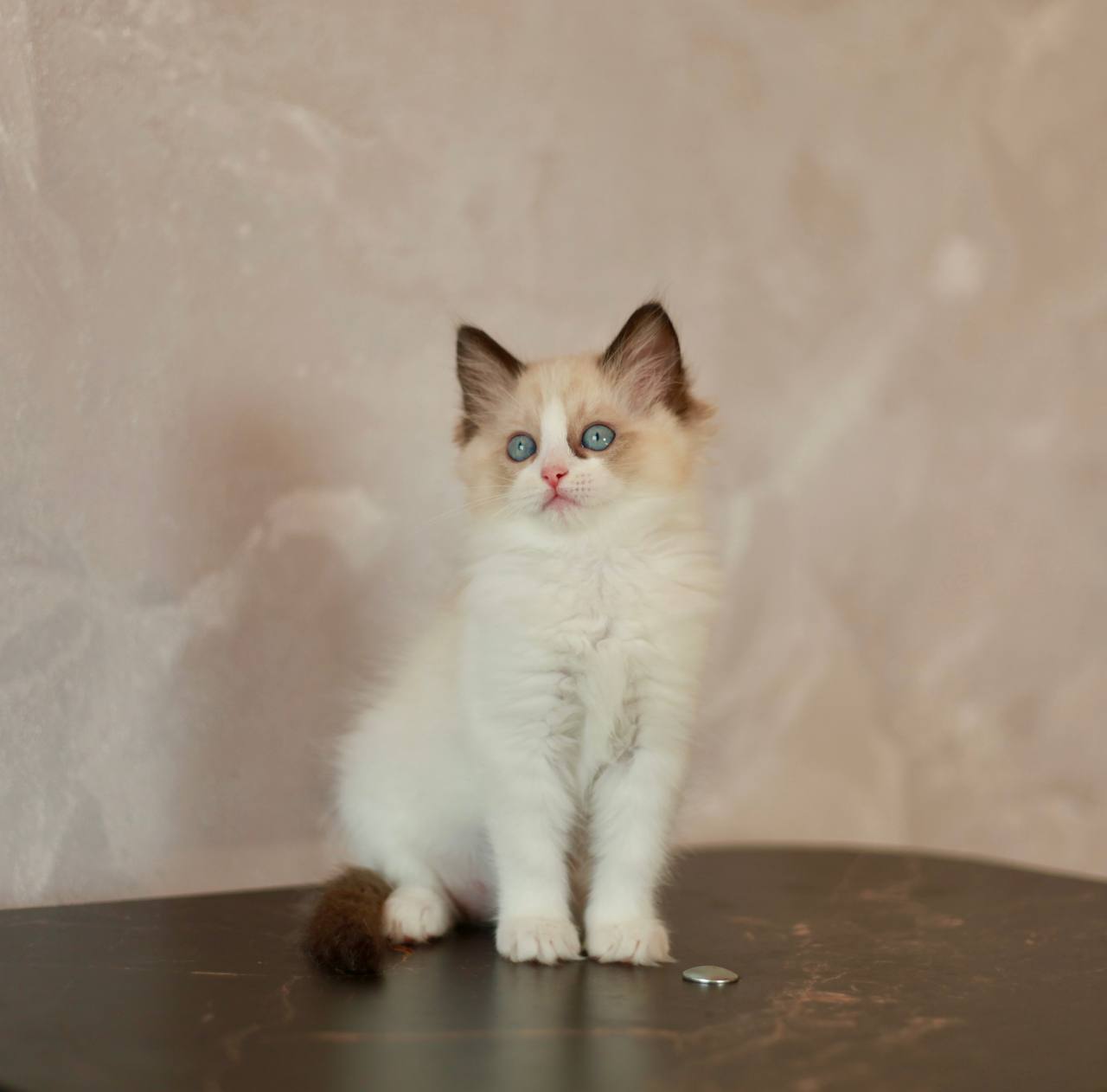Seal bicolour ragdoll kitten available in Queensland