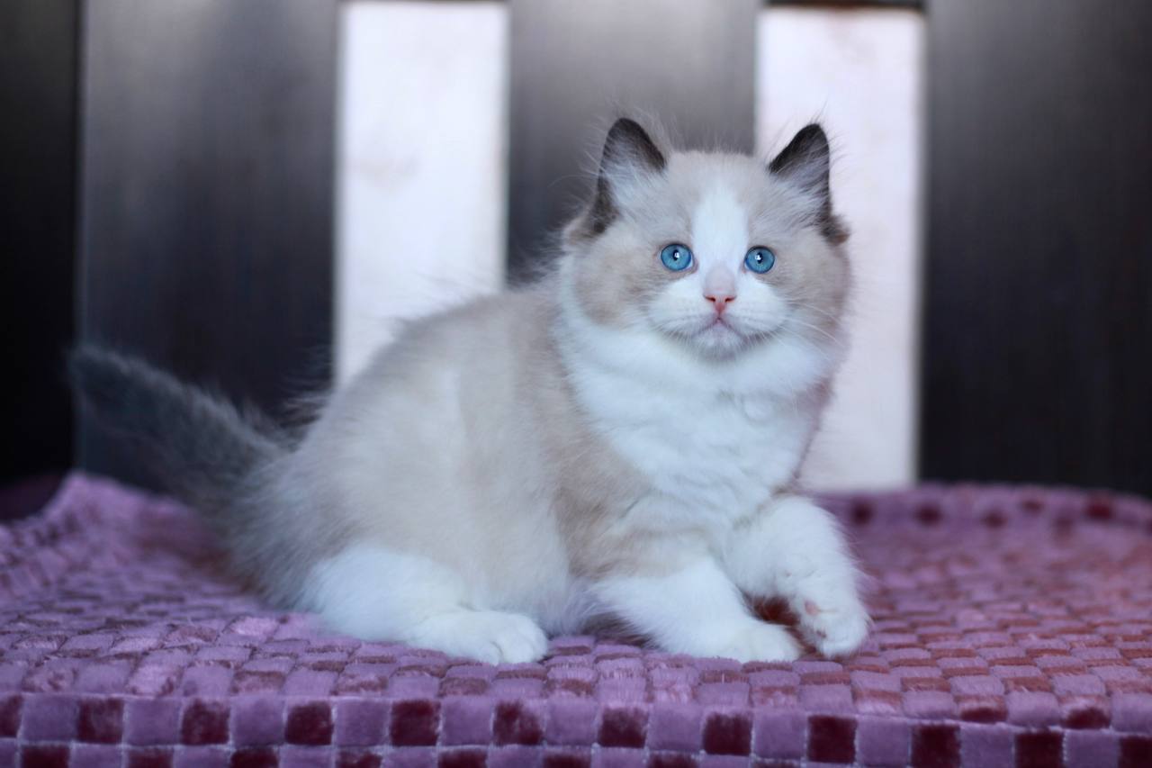 Blue point ragdoll kitten available in NSW