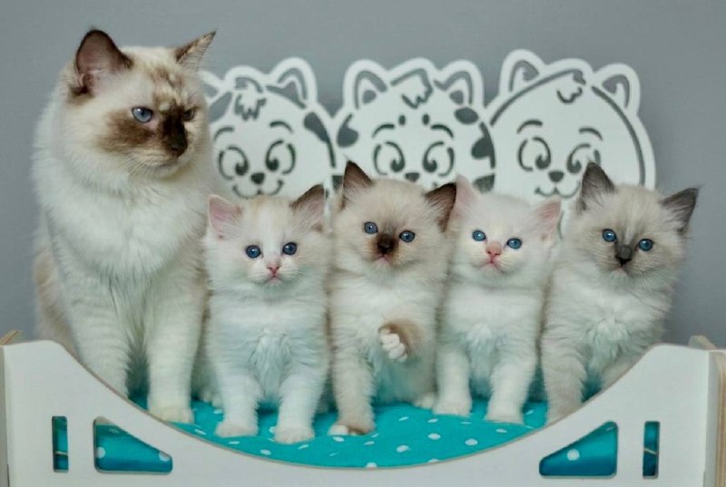 Ragdoll cat and kittens resting in a family home